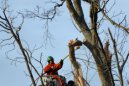 A tree service employee trims the broken branches of this tree in McNeill, Miss., Wednesday, Dec. 26, 2012. More than 25 people were injured and at least 70 homes were damaged in Mississippi by the severe storms that pushed across the South on Christmas Day, authorities said Wednesday. Hundreds of trees were damaged or destroyed, many with broken branches overhanging homes or property. (AP Photo/Rogelio V. Solis)